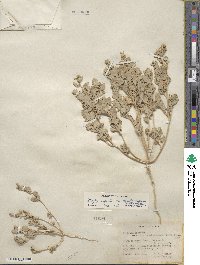 Atriplex argentea image