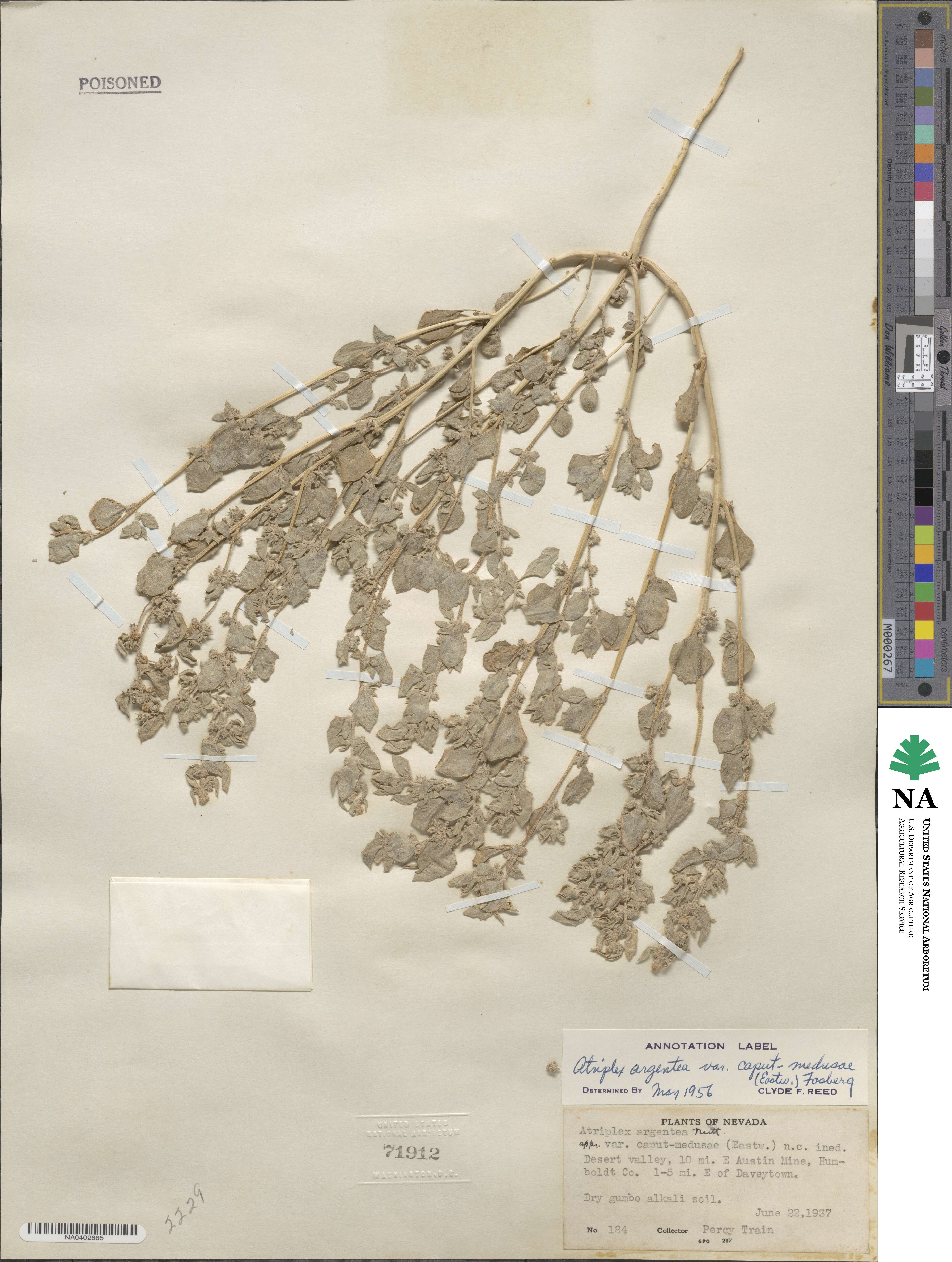 Atriplex argentea image