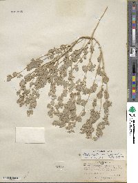 Atriplex argentea var. caput-medusae image