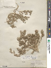 Atriplex argentea var. caput-medusae image