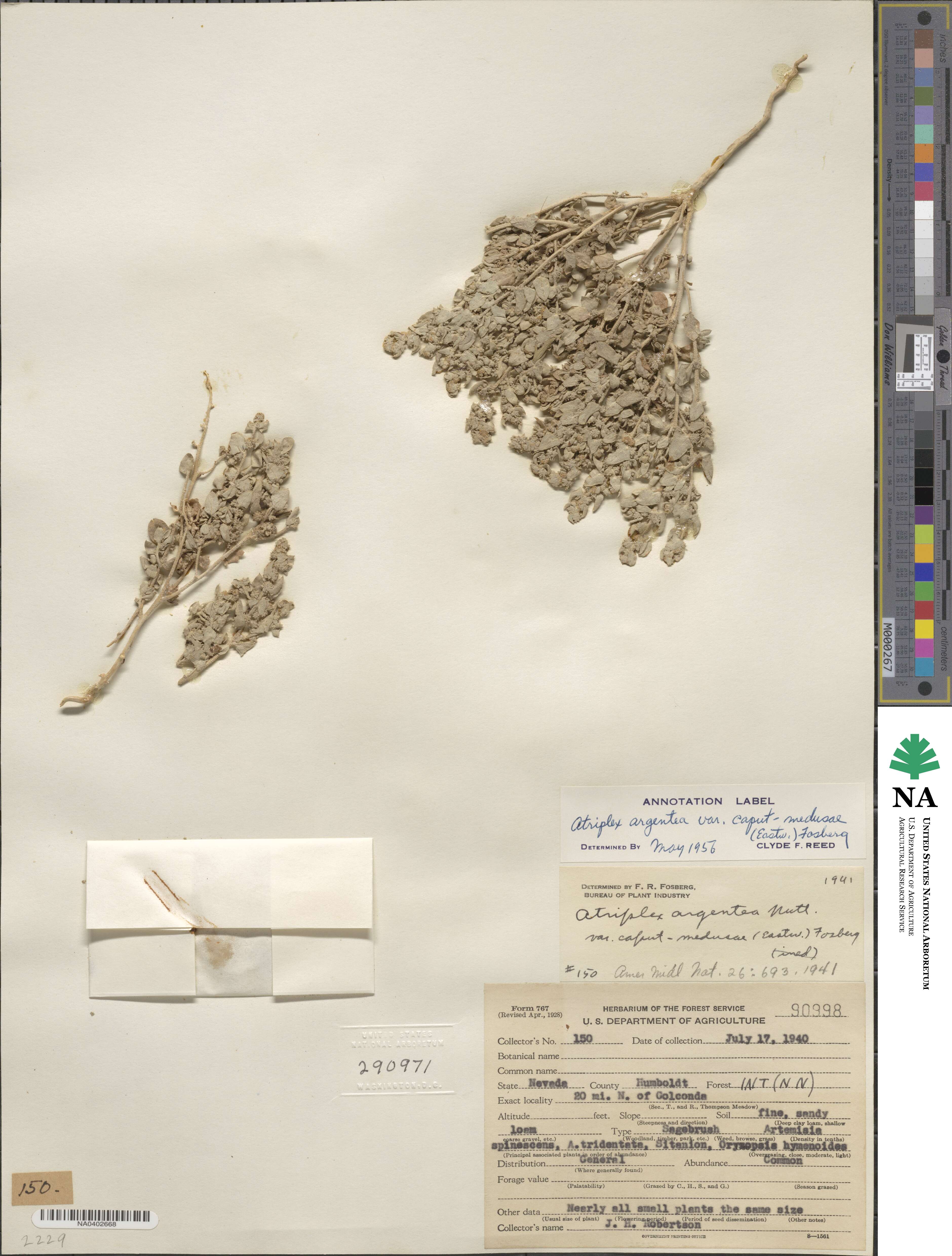 Atriplex argentea var. caput-medusae image