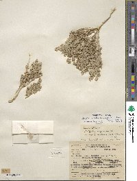 Atriplex argentea image