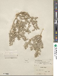 Atriplex argentea var. caput-medusae image