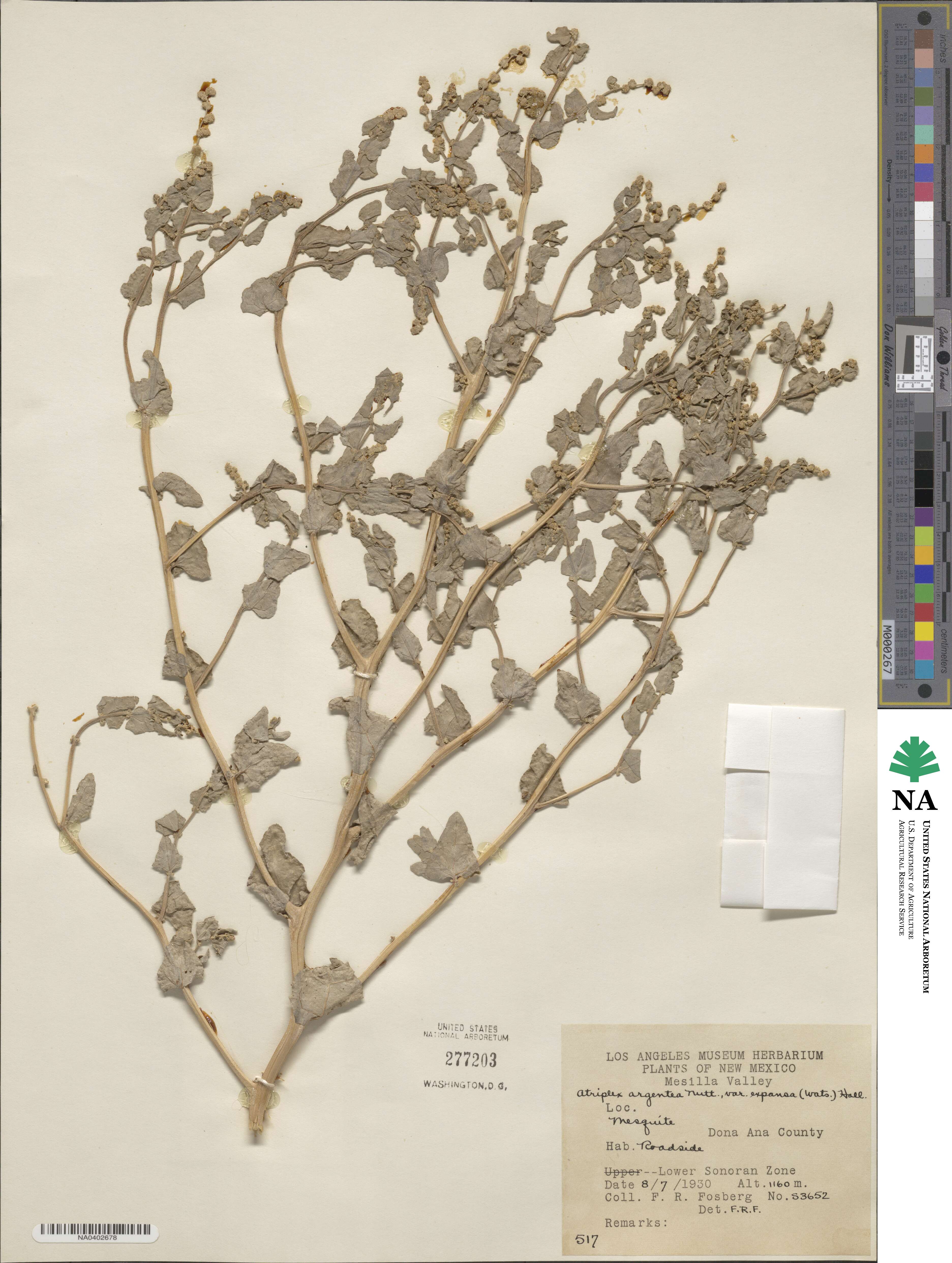 Atriplex argentea var. expansa image