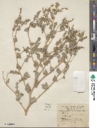 Atriplex argentea var. expansa image