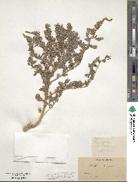 Atriplex dimorphostegia image