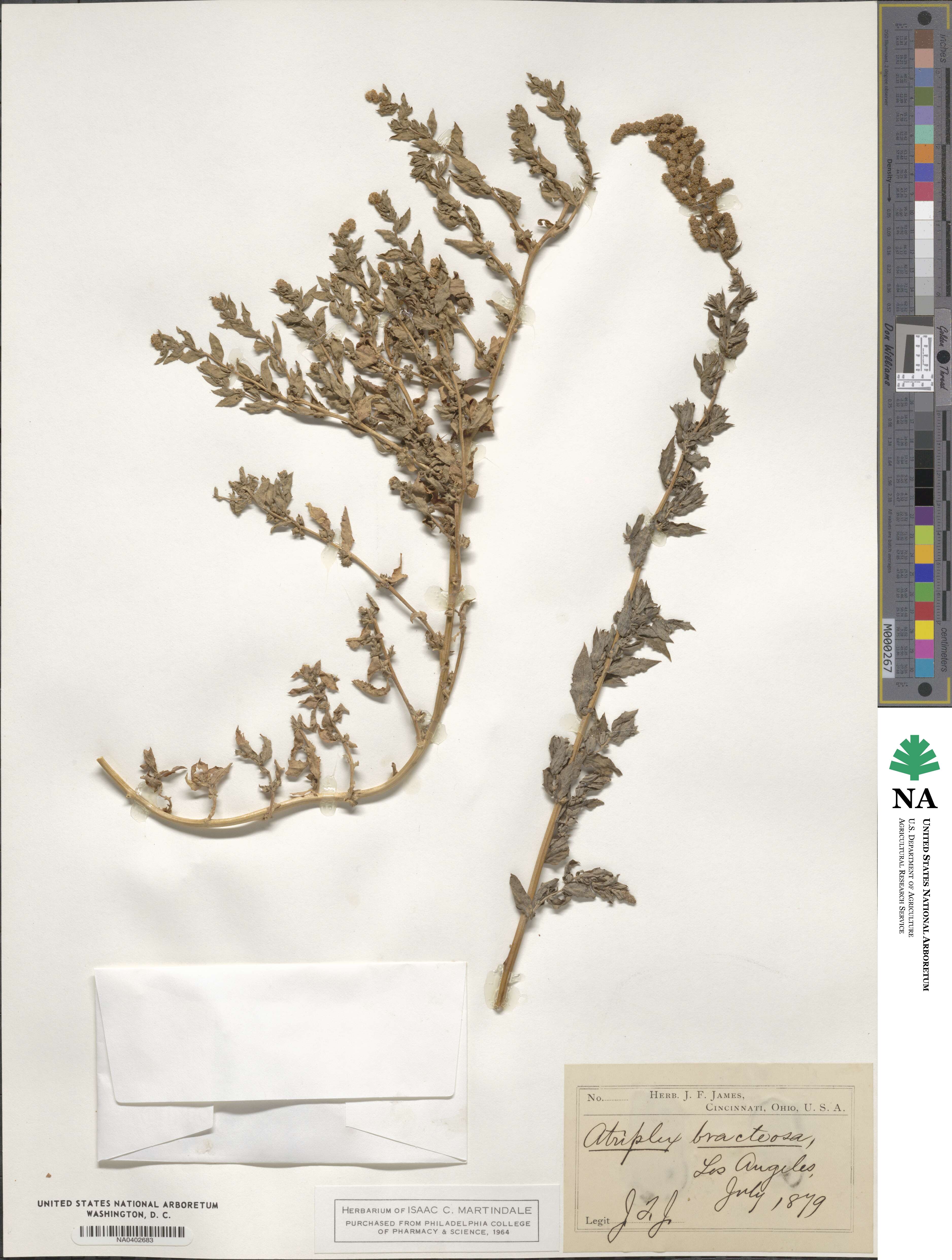 Atriplex dimorphostegia image