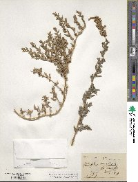 Atriplex dimorphostegia image