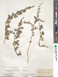 Atriplex dimorphostegia image