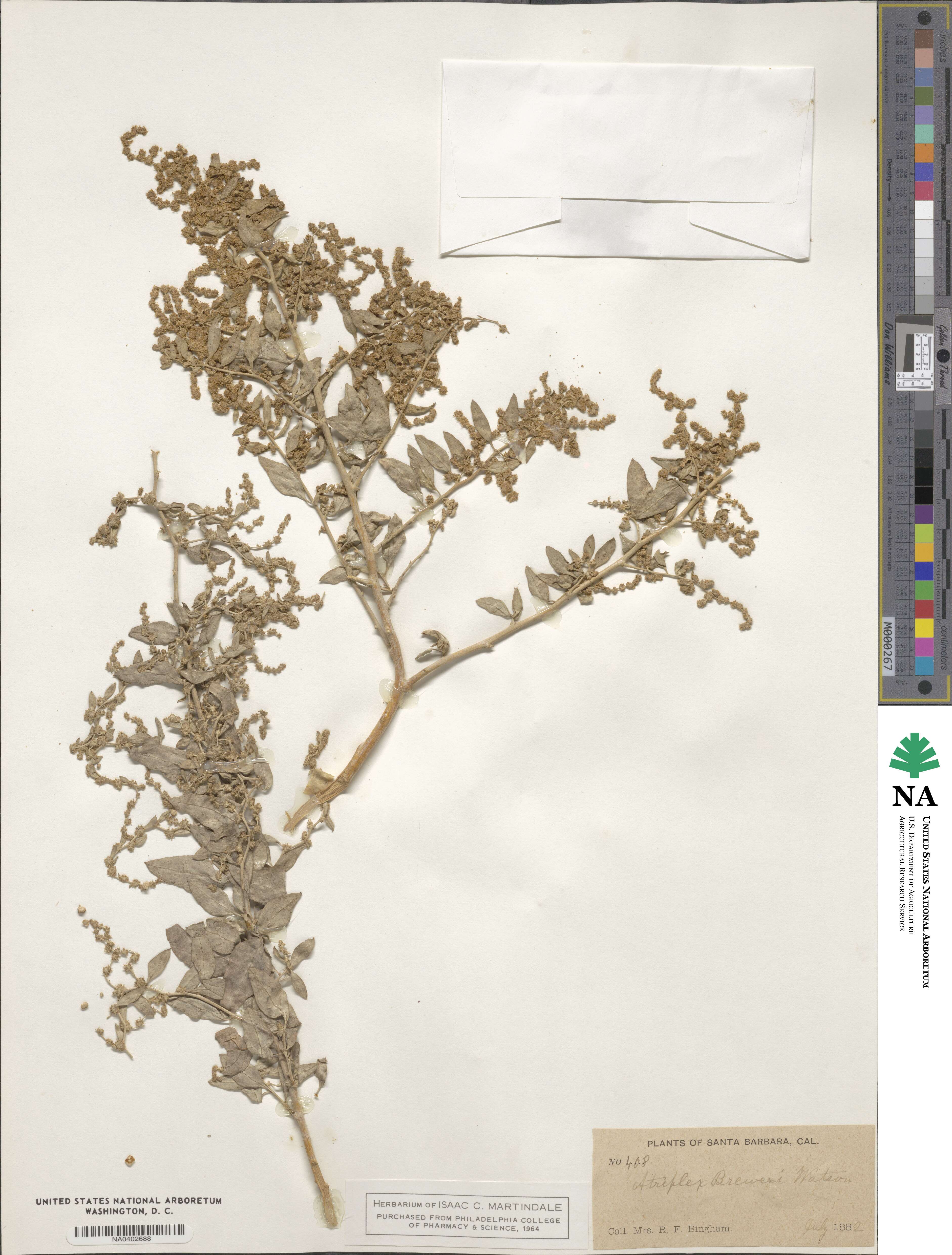 Atriplex lentiformis subsp. breweri image