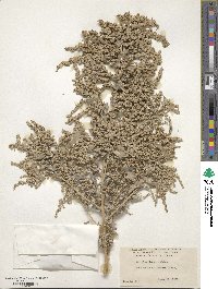 Atriplex lentiformis image