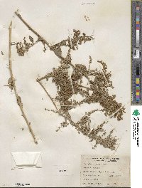 Atriplex lentiformis subsp. breweri image