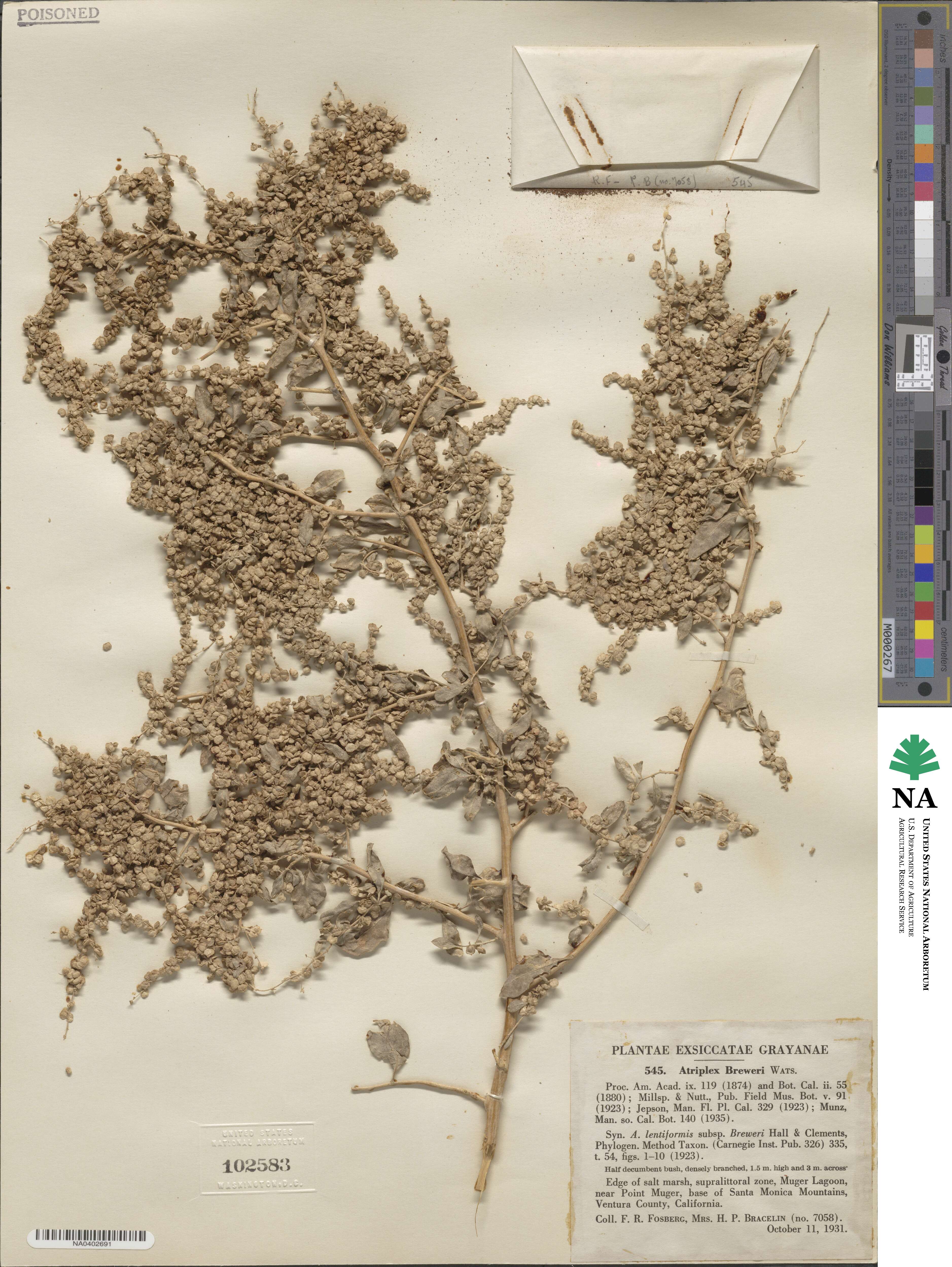 Atriplex lentiformis subsp. breweri image