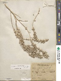 Atriplex acanthocarpa image