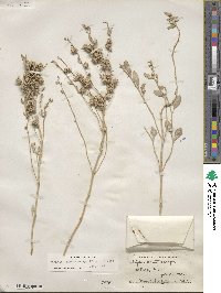 Atriplex acanthocarpa image