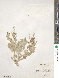 Atriplex acanthocarpa image