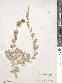 Atriplex acanthocarpa image