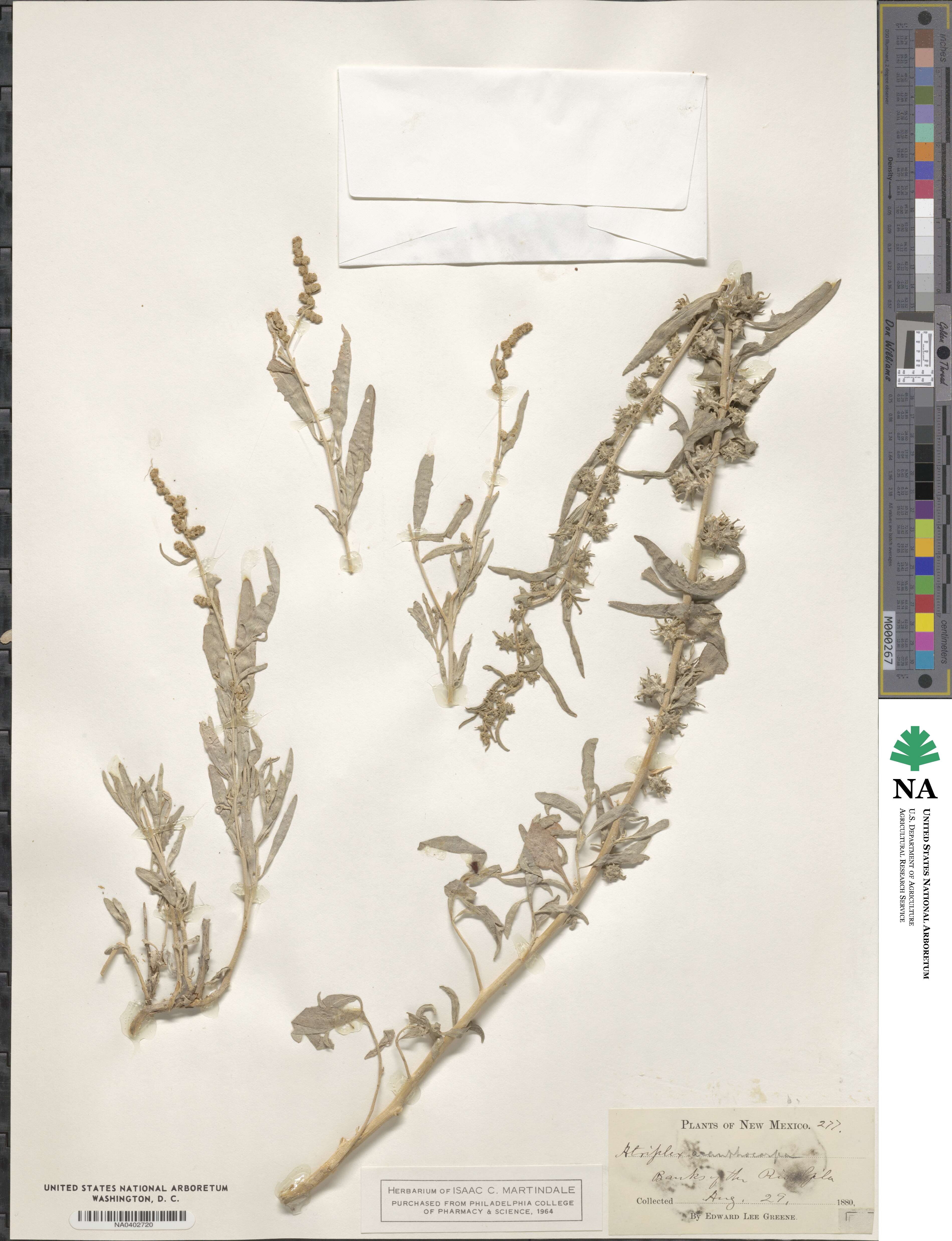 Atriplex acanthocarpa image