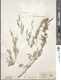 Atriplex acanthocarpa image