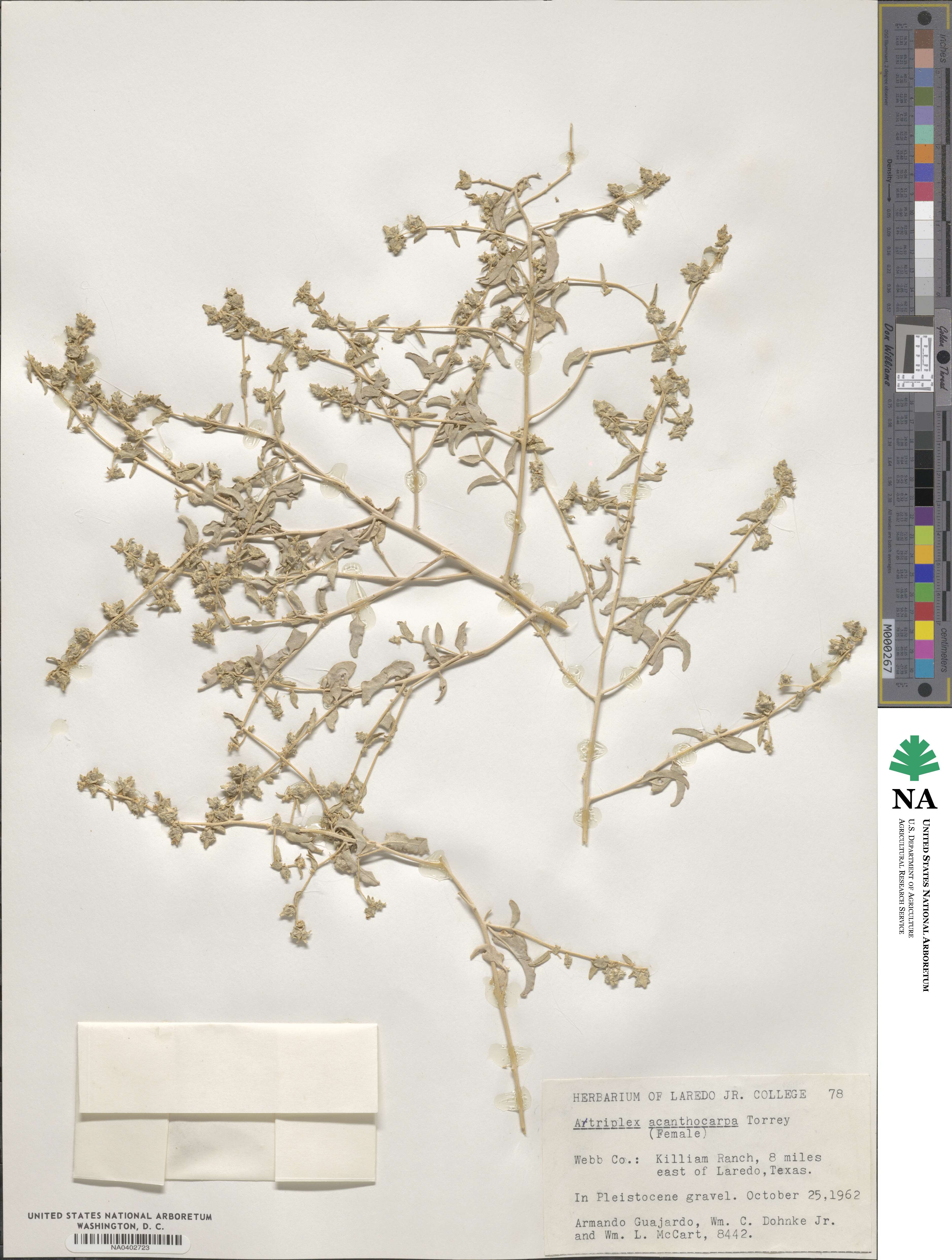 Atriplex acanthocarpa image