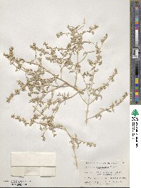 Atriplex acanthocarpa image