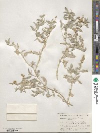 Atriplex acanthocarpa image