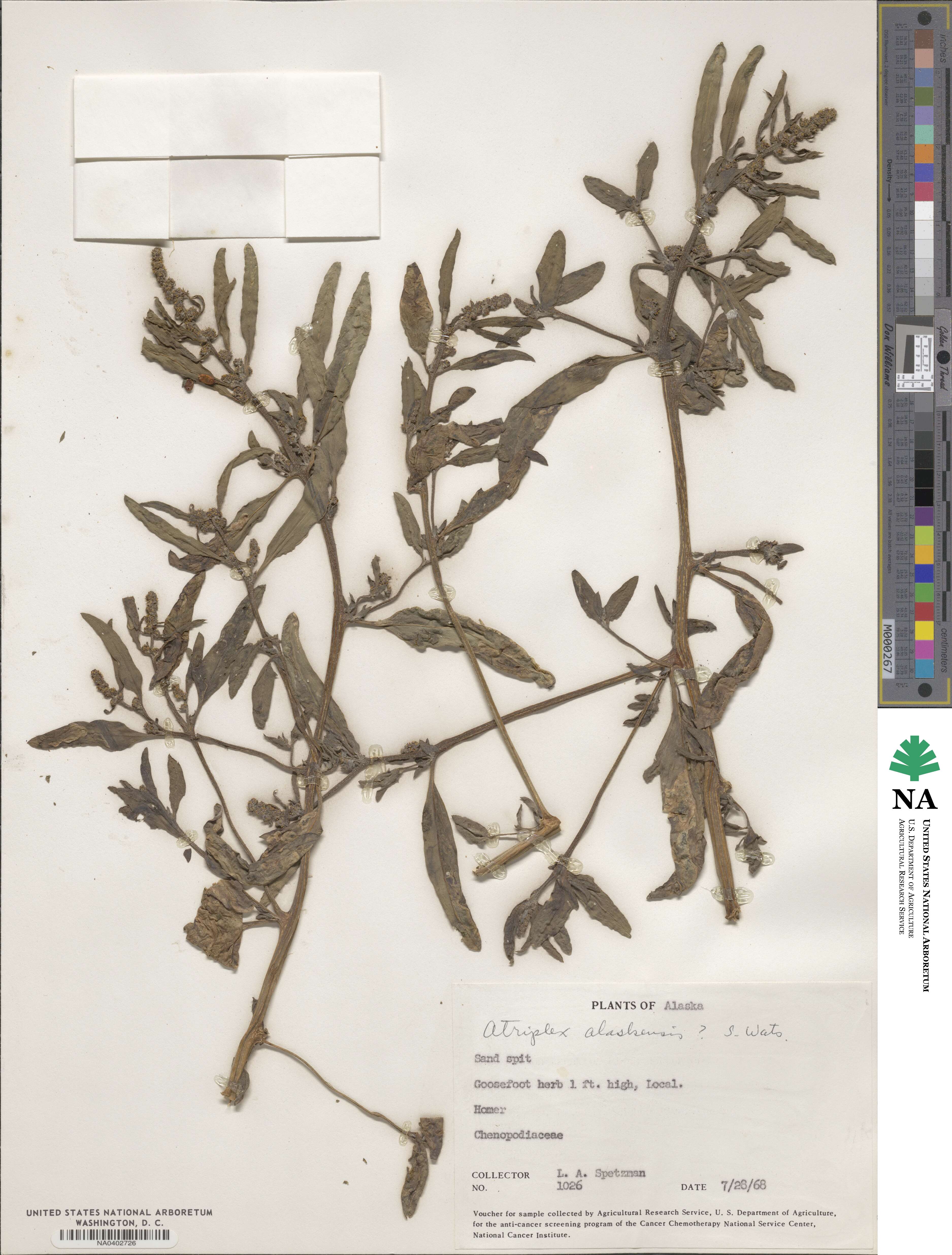 Atriplex alaskensis image