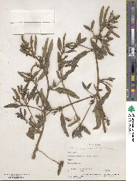 Atriplex alaskensis image