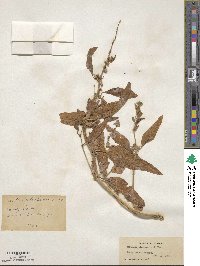 Atriplex alaskensis image