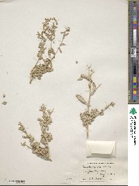 Image of Atriplex aptera