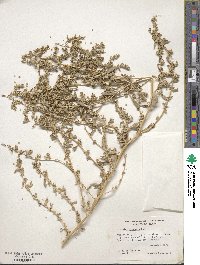 Atriplex arenaria image