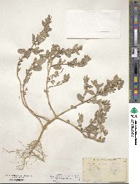 Atriplex arenaria image