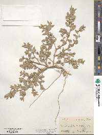 Atriplex arenaria image