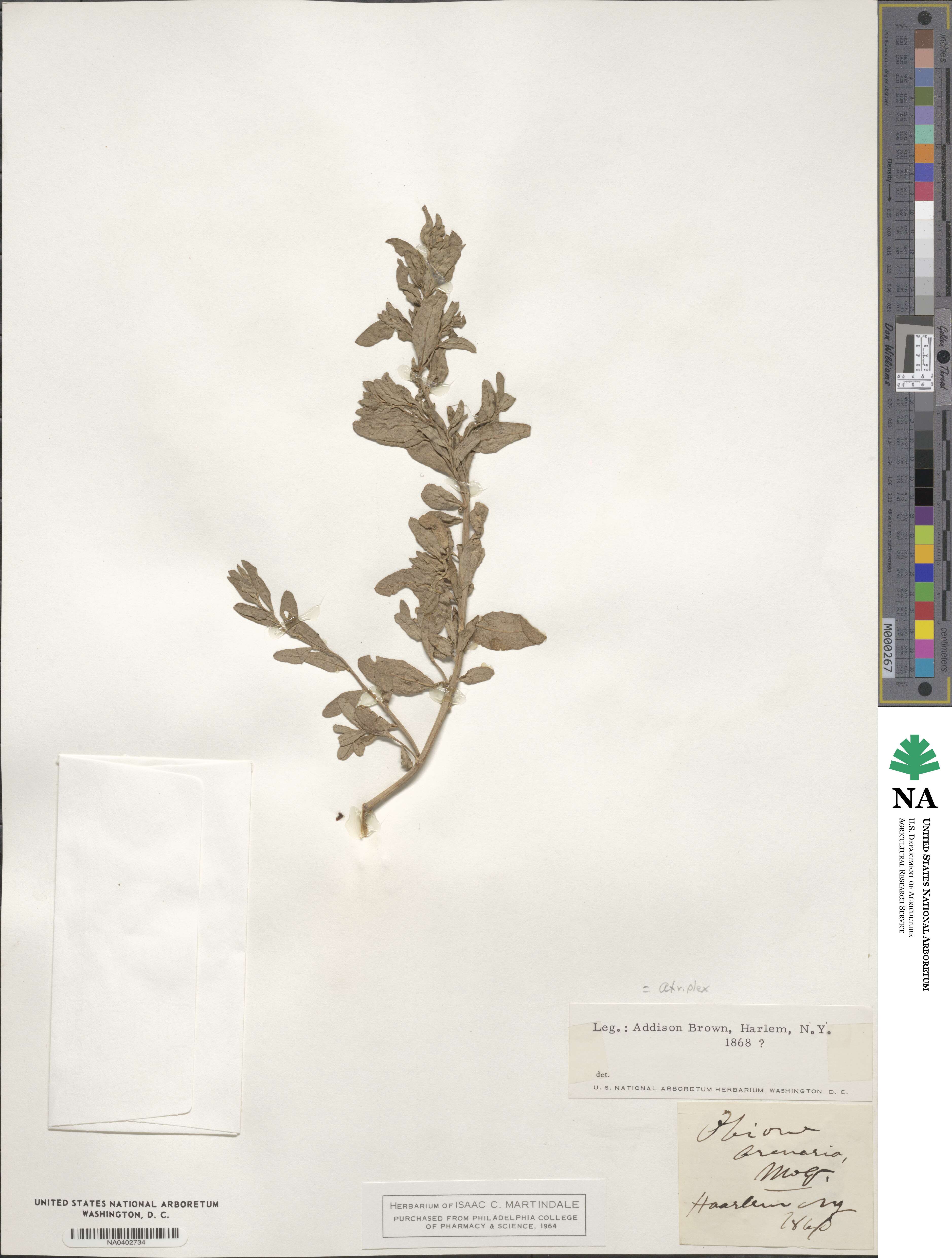 Atriplex arenaria image