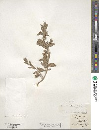 Atriplex arenaria image