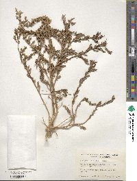 Atriplex arenaria image