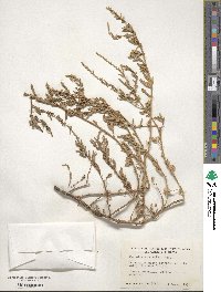 Atriplex arenaria image