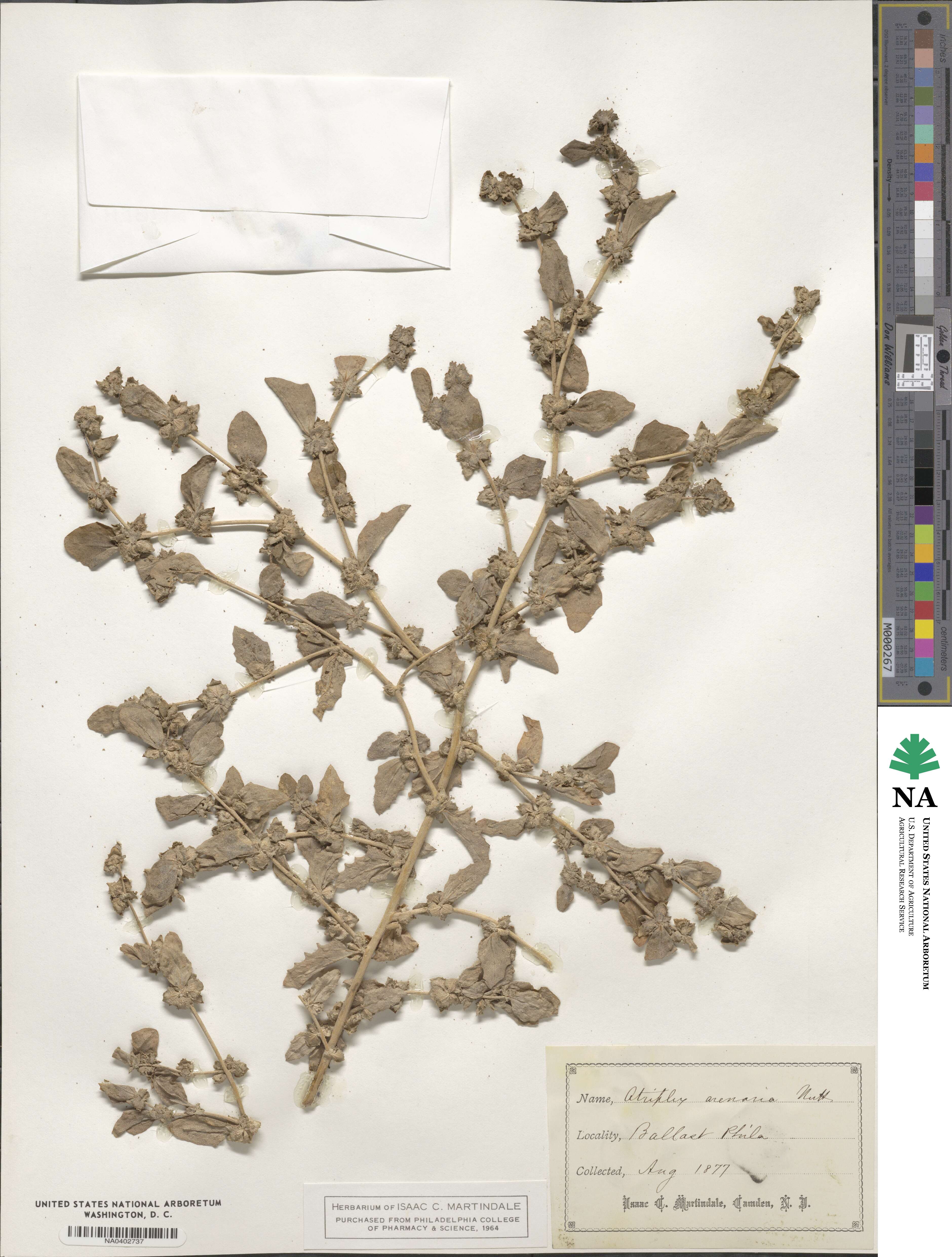 Atriplex arenaria image