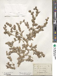 Atriplex arenaria image