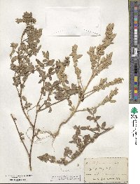 Atriplex arenaria image