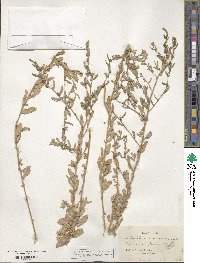 Atriplex arenaria image