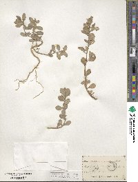 Atriplex arenaria image