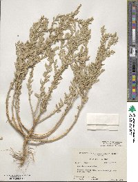 Atriplex arenaria image