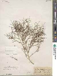 Dysphania atriplicifolia image