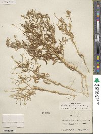 Dysphania atriplicifolia image