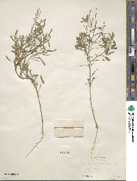 Dysphania atriplicifolia image