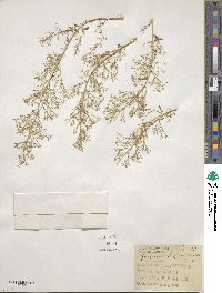 Dysphania atriplicifolia image