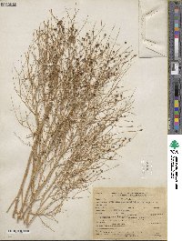 Dysphania atriplicifolia image