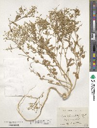 Dysphania atriplicifolia image