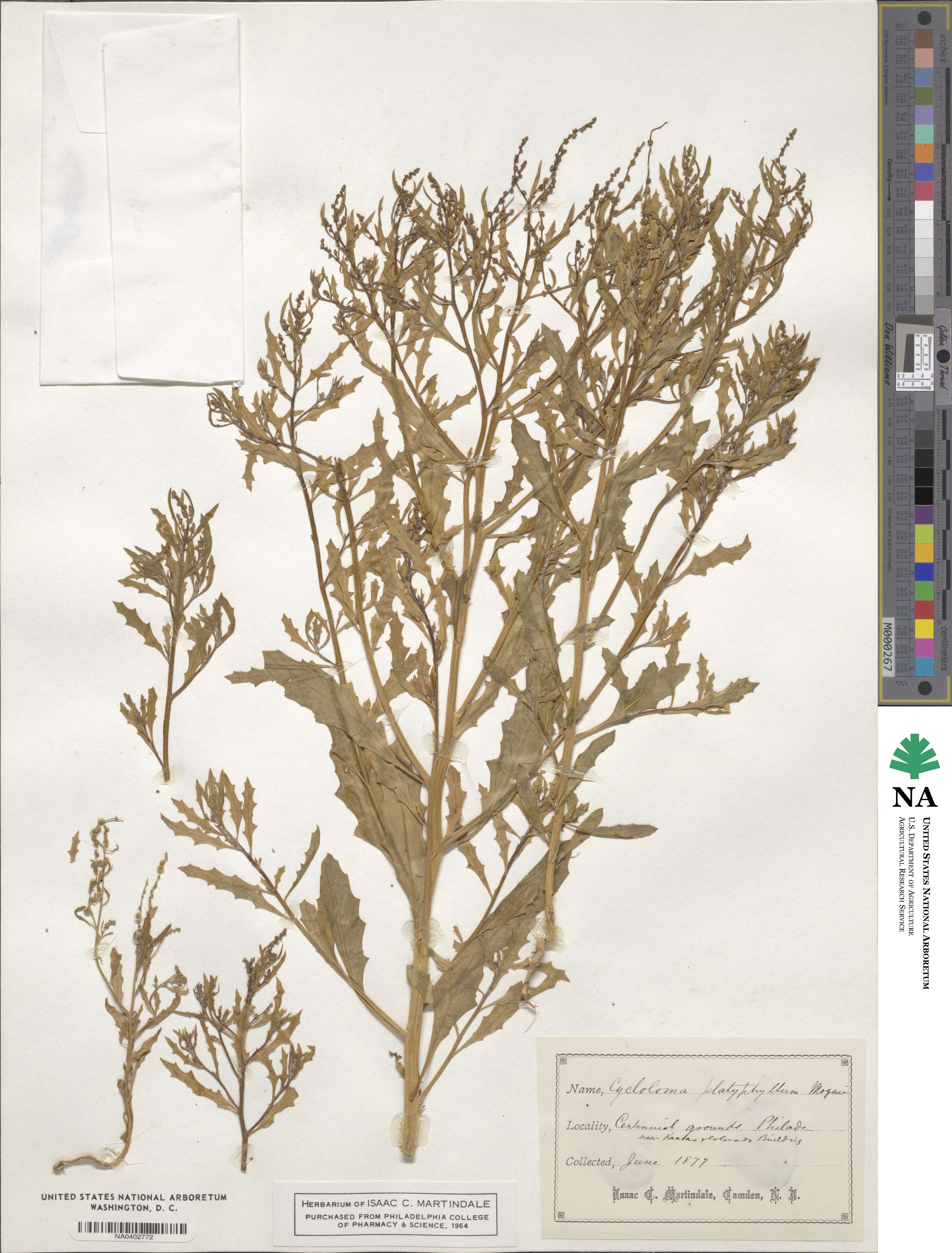 Dysphania atriplicifolia image